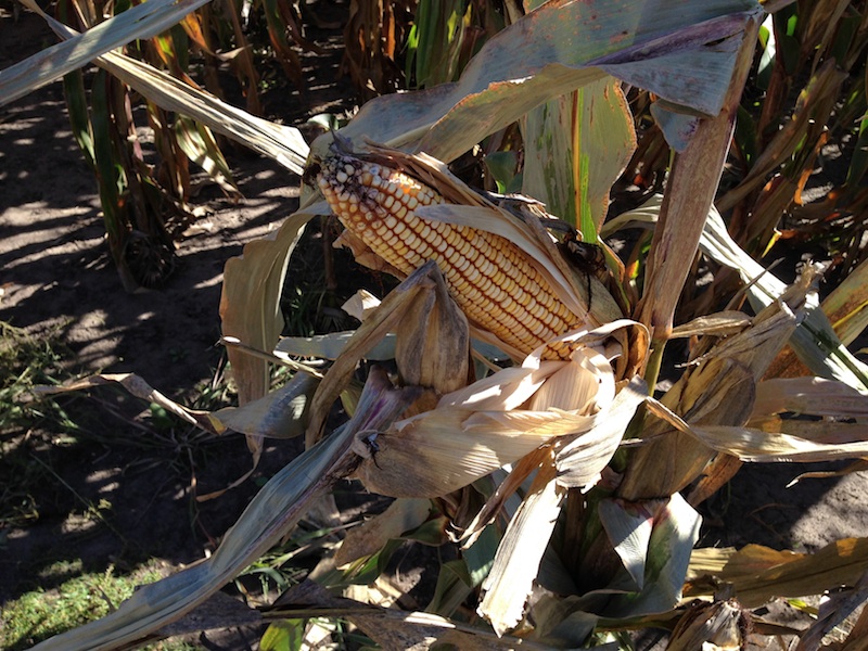 remembering-the-2013-season-bigyield