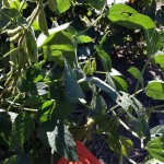 Soybean Pods 1