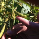 Soybean Pods 6