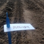 Soybean Planting 2