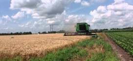2014 Wheat Harvest at The Farm Research Center