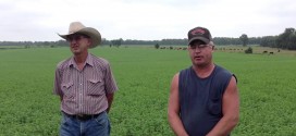 Alfalfa Growers Getting High Yields With Soy100