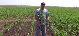 Darren Eck Discusses Double Crop Advantages on Milo with BP In Furrow