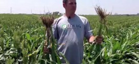 Darren Eck Discusses Root Mass and Tiller Size on Milo with BP In Furrow