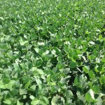 Double Crop Soybeans 1