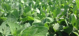 Double Crop Soybeans 2