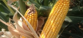 High Yield Corn 6