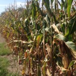 High Yield Corn Plot 1