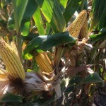High Yield Corn Plot 2