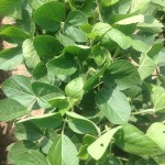 Soybeans 10