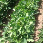 Soybeans 11