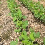 Soybeans 13