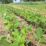 Soybeans 15