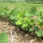 Soybeans 16