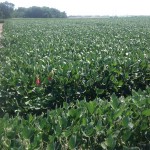 Soybeans 2