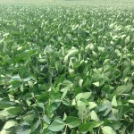 Soybeans 4