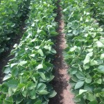 Soybeans 6
