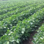 Soybeans 7