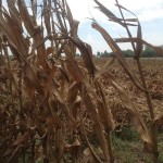Corn Harvest 3