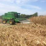 Corn Harvest 5