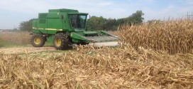 Corn Harvest 5