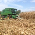 Corn Harvest 6