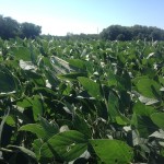 Soybeans 2