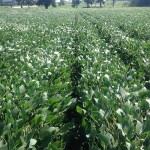 Soybeans 3