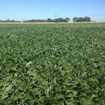 Soybeans 5