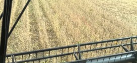 Soybeans Plot Harvest 2014