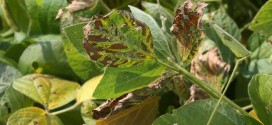 SDS BigBioYield