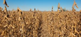 Three Reasons Why High Protein Soybeans Pay