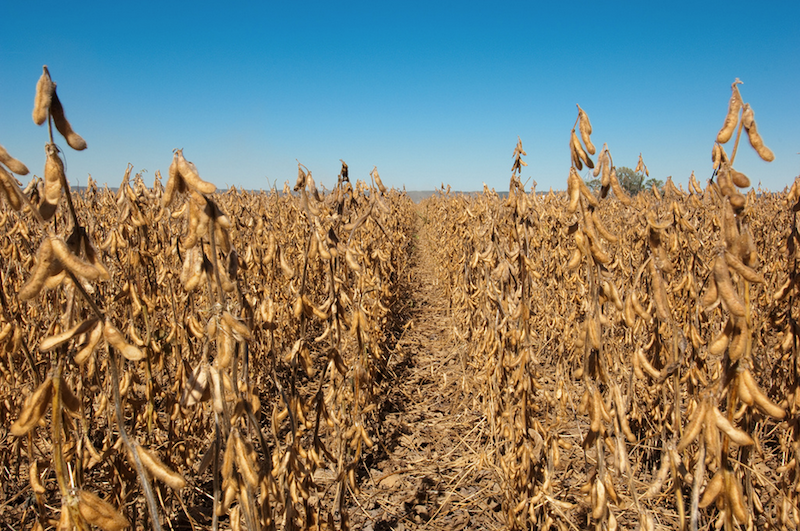 Three Reasons Why HighProtein Soybeans Pay BigYield