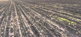 Bill Cook Compares Corn Emergence