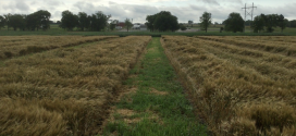 Bill-Cook-Wheat-Update-2015