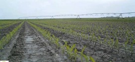 Corn Time Lapse Showing May Rainfall