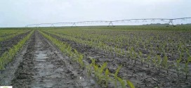 Corn Time Lapse Showing May Rainfall