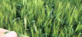 Foliar Wheat Comparison
