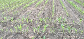 In-Furrow Comparison on Late Corn