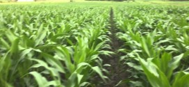 In Furrow Corn Comparison