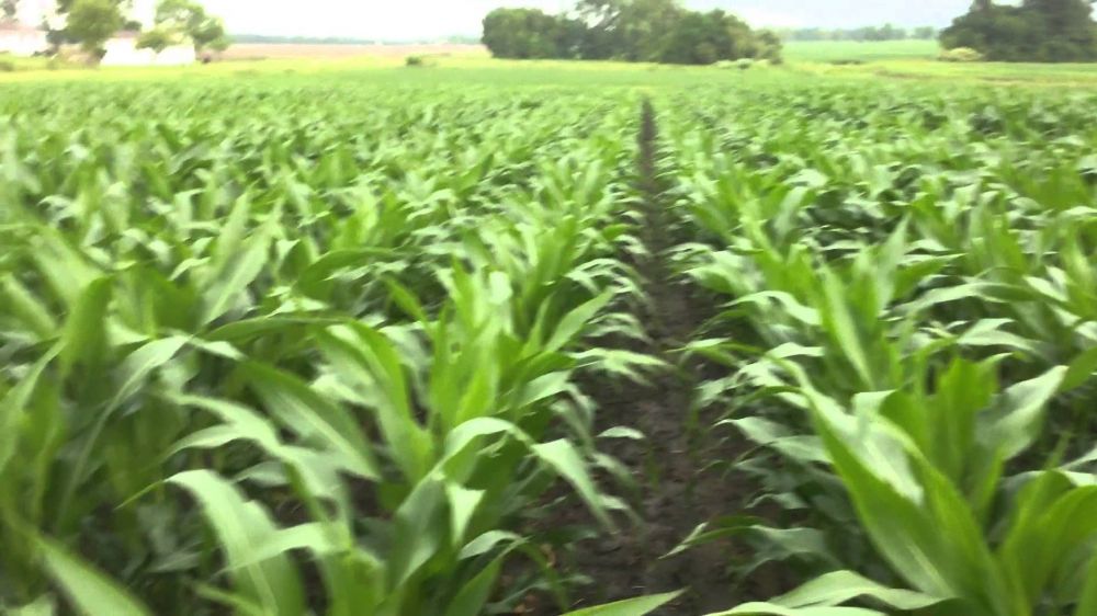 In Furrow Corn Comparison BigYield