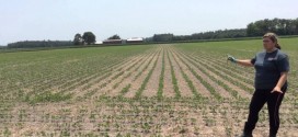 Virginia Beach Soybean Research Update