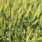 Wheat 07