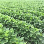 Soybeans 1