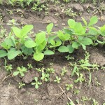 Soybeans 3