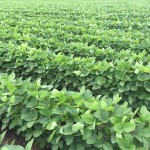 Soybeans 4