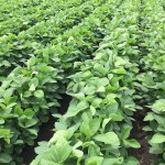 Soybeans 5