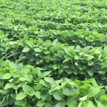Soybeans 6