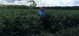 High Yielding Soybeans in Virginia Beach