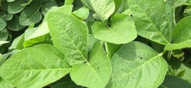 Sweetener Applications Optimize Plant Health